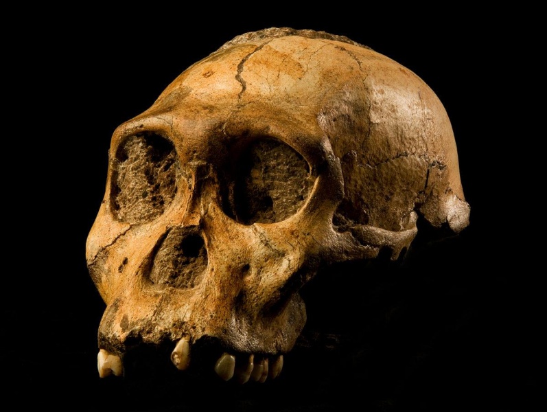 ملف:Australopithecus sediba.jpg