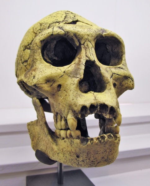 ملف:Homo Georgicus.jpg