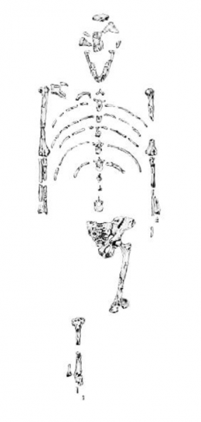 ملف:Lucybones.png