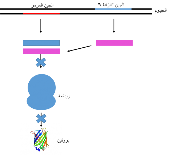 ملف:Picture2.png