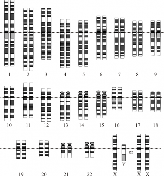 ملف:Karyotype.png