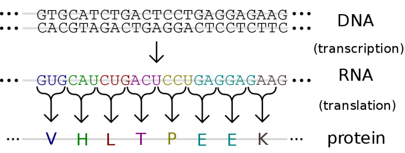 ملف:1000px-Genetic code.svg.png