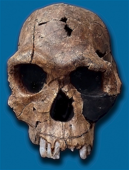 ملف:Homo habilis.jpg