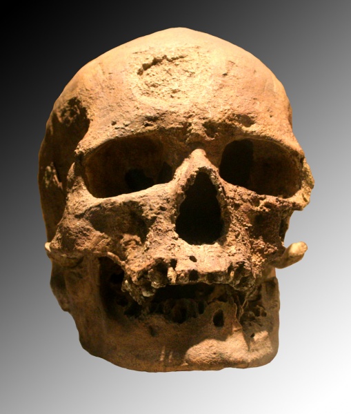 ملف:Cro-Magnon.jpg
